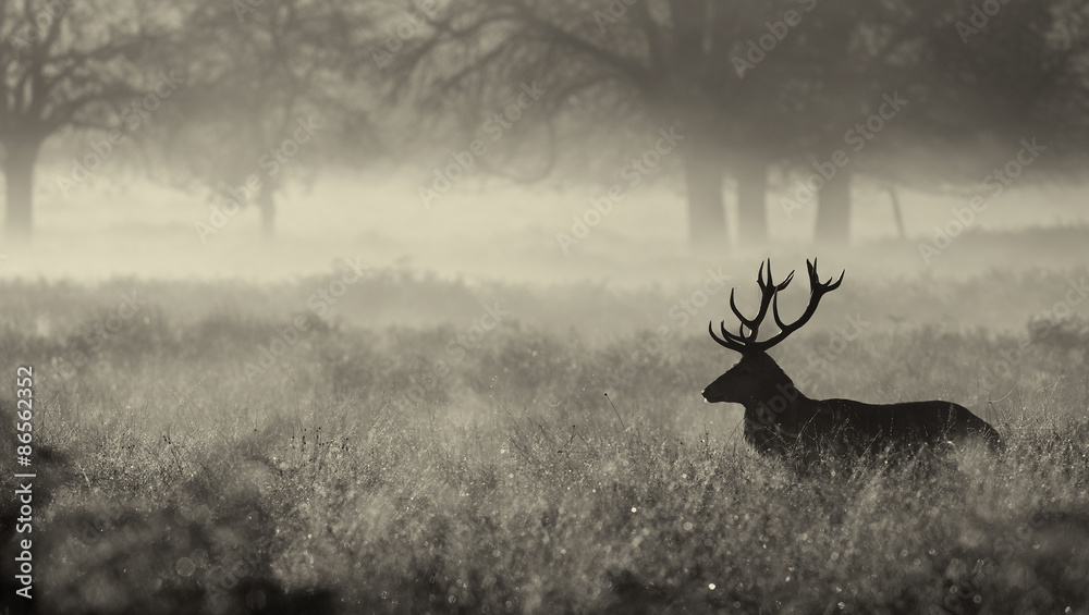 Fototapeta premium Black and white Red deer Stag in the mist