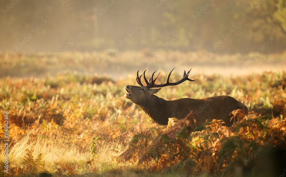 Obraz premium Red deer Stag 