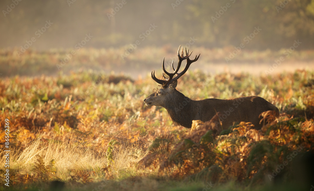 Fototapeta premium Red deer Stag