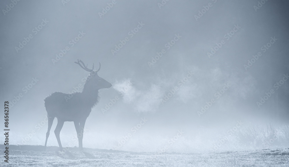 Obraz premium Red deer Stag silhouette in the morning mist