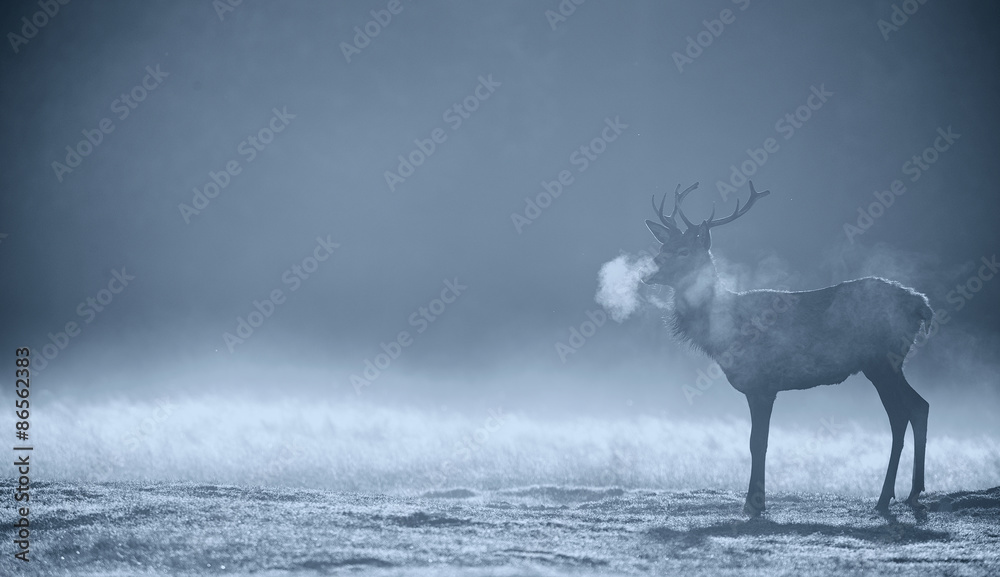 Fototapeta premium Red deer Stag silhouette in the morning mist