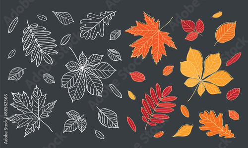 Fall of the leaves. Autumn leaves are drawn with chalk on black chalkboard. Set of different leaves of trees. Sketch, design elements. Vector illustration.