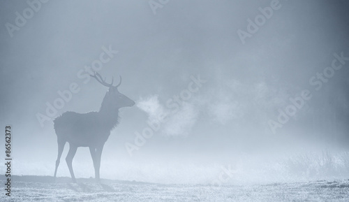 Red deer Stag silhouette in the morning mist