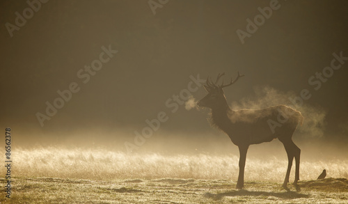 Red deer Stag silhouette in the morning mist