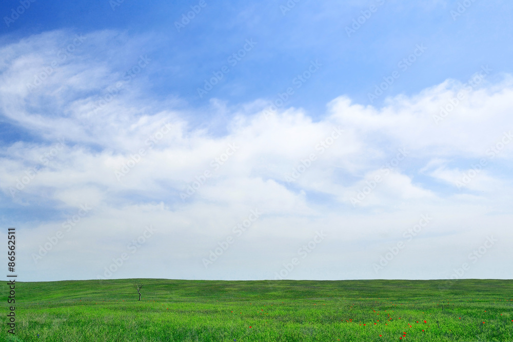 Lonley tree on the green field background