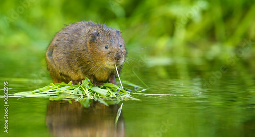 A little wild water vole eating