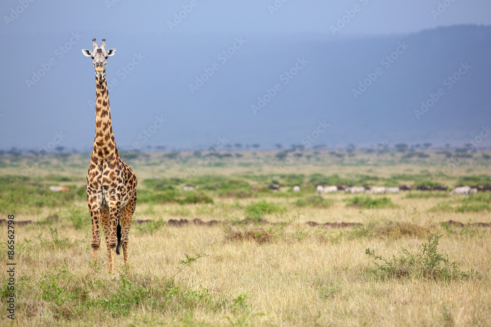 Obraz premium Wild giraffe in the Masai Mara