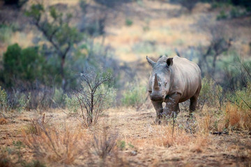 Fototapete Nashorn Weißer Rihno  © bridgephotography