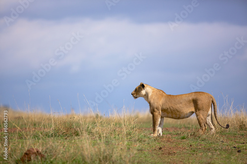 Wild young male lion standing on the Kenya grass plains