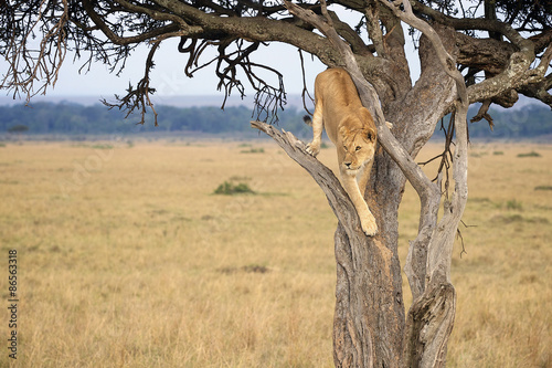 Lion in a Tree photo