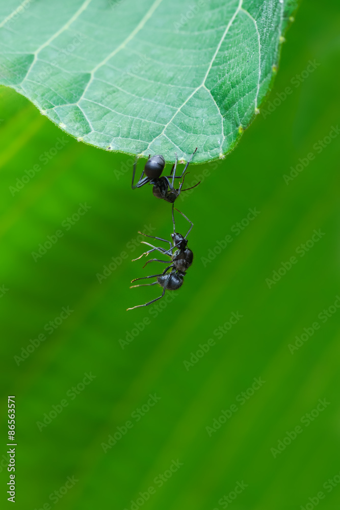 Black ant help each other from falling down in nature 