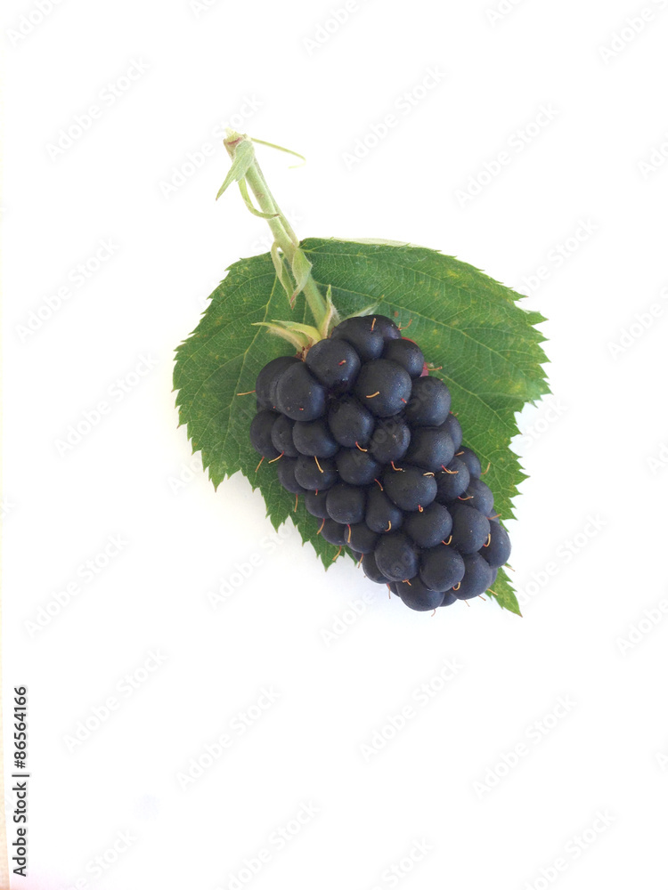 Obraz premium Mulberry