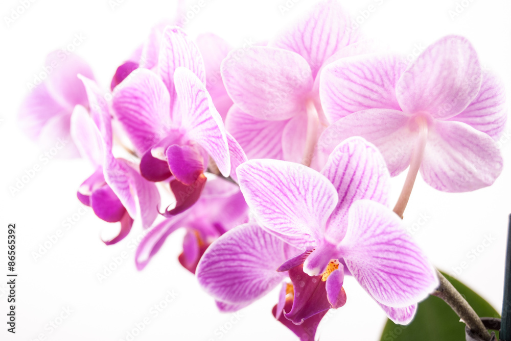 Fototapeta premium orchid flower, Phalaenopsis