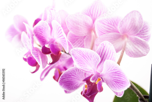 orchid flower, Phalaenopsis © romas_ph