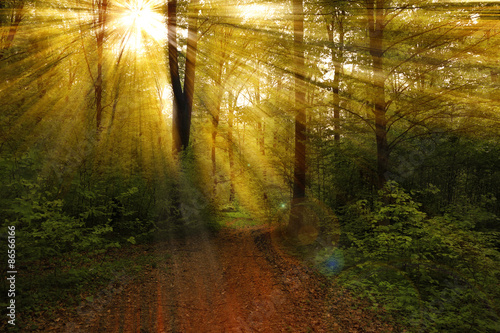 Beautiful rays in the spring forest