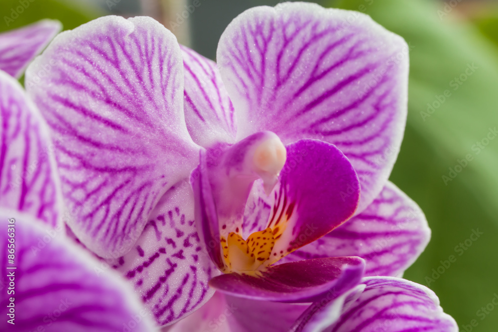 pink flowers orchid close-up pink flowers orchid close-up