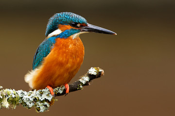 Wandcirkels Vogel IJsvogel met blauwe veren close-up  © bridgephotography