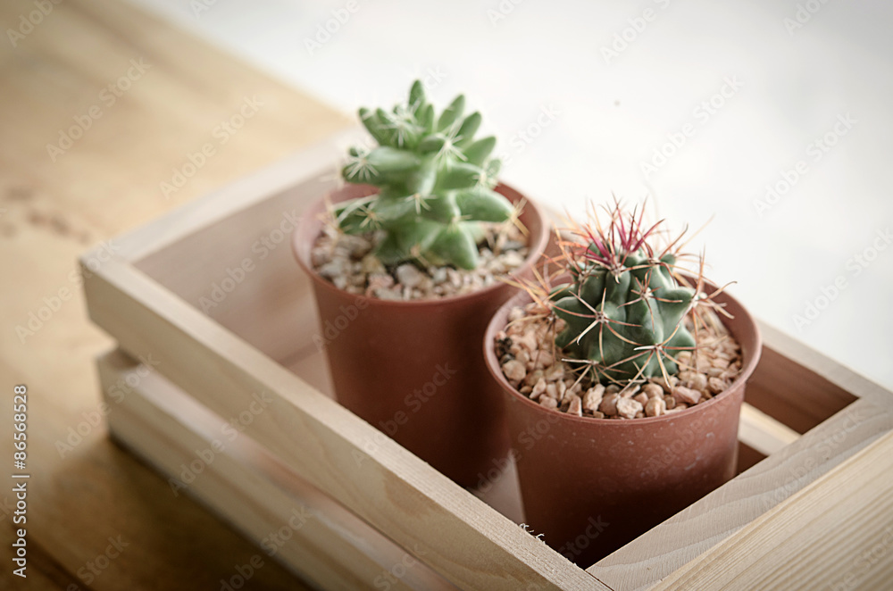 cactus cactus