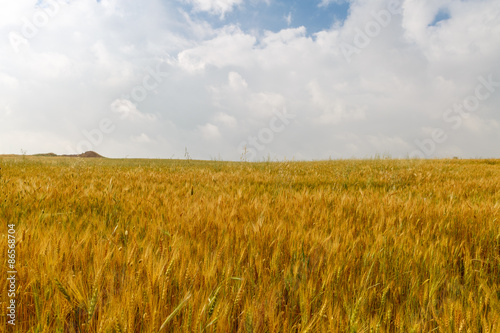 Ripe wheat on field