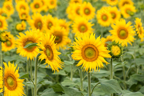 sunflowers field in bloom