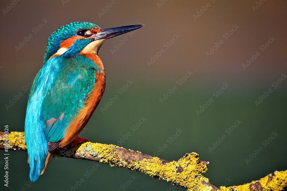 Fototapeta premium Kingfisher