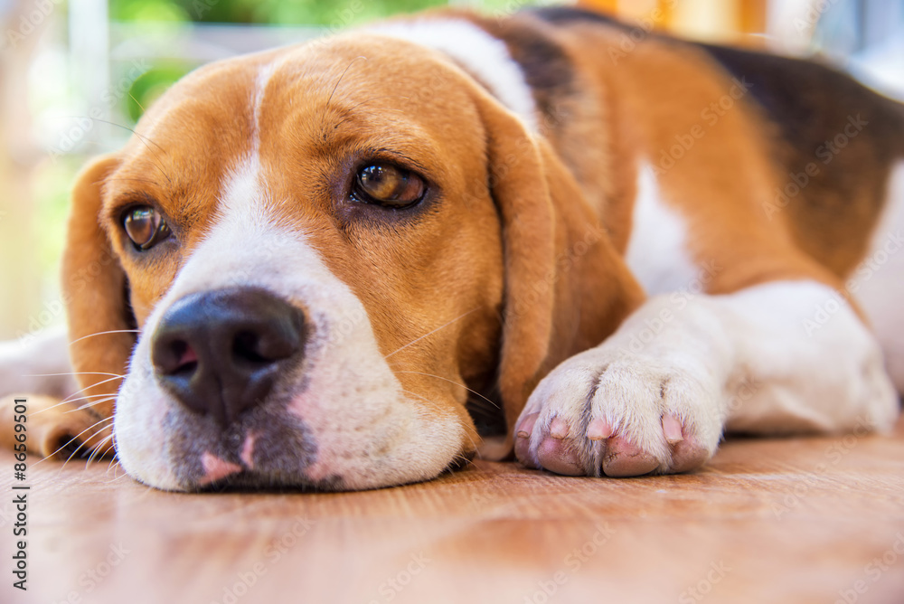 beagle lonely