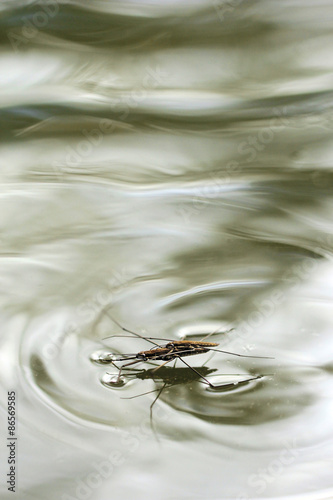 Tableau sur toile Common Pond Skater