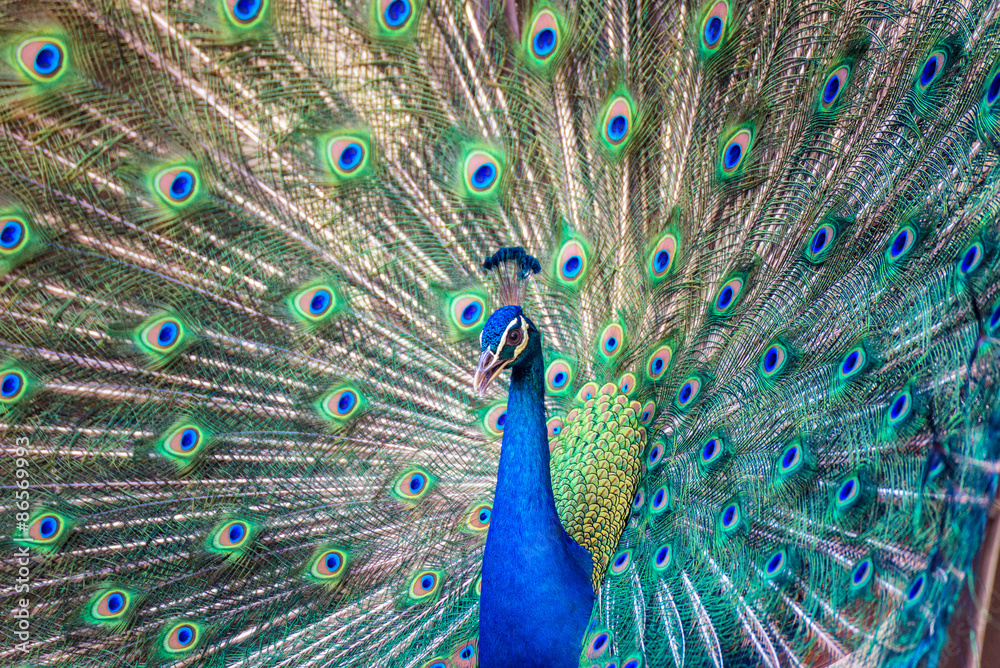 Fototapeta premium Portrait of beautiful peacock with it feathers out