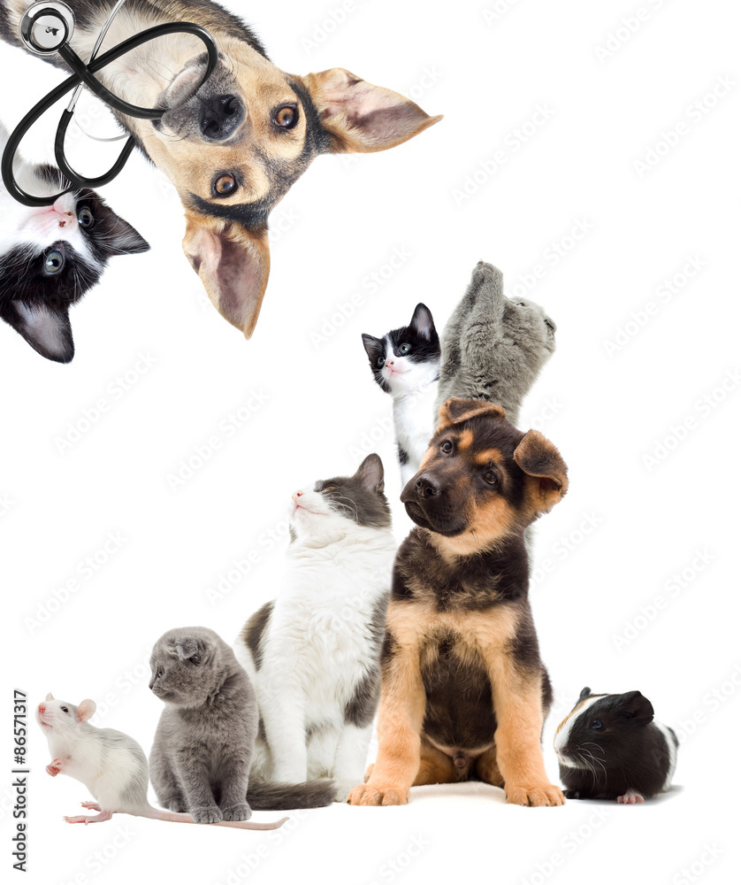 Obraz premium Pets looking