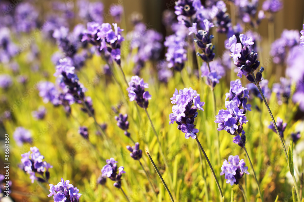 lavender in bloom, in a flower pot lavender in bloom, in a flower pot