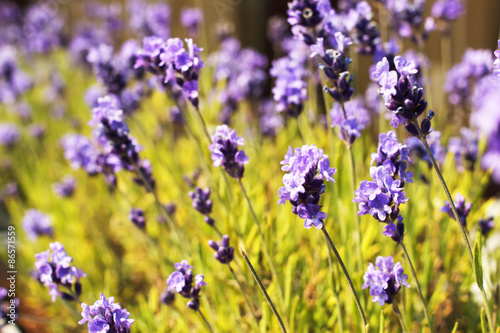 lavender in bloom, in a flower pot