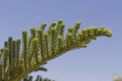 Close-up of araucaria branch and its leaves, with blue sky on background