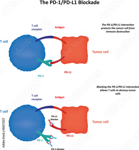 The PD1/PDL1 Blockade photo