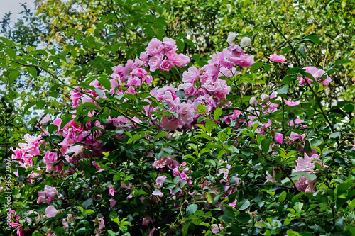 bush with pink roses closeup