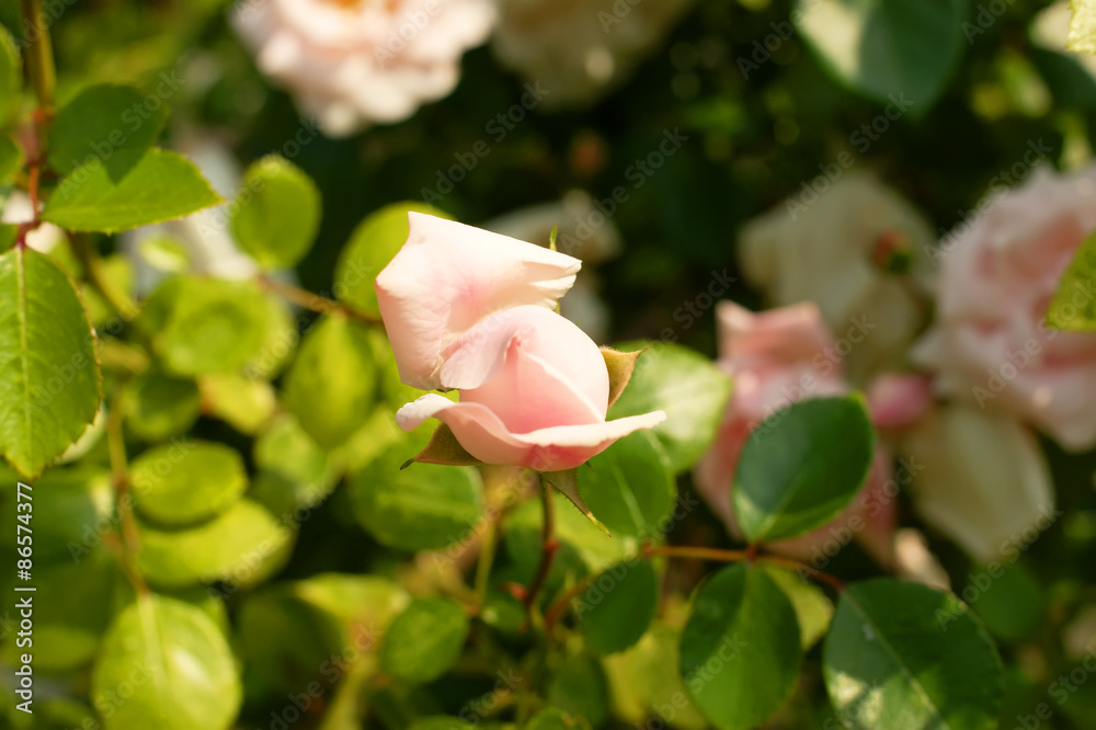 pale pink rose bush