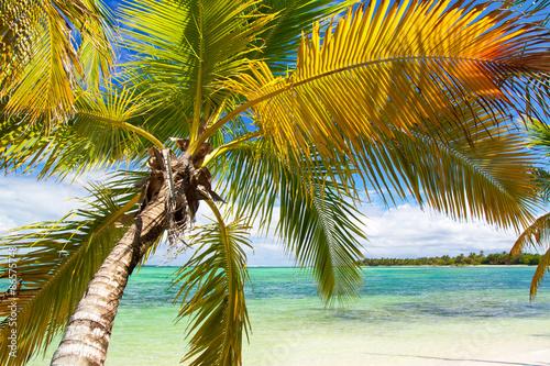 Palm on tropical beach of caribbean sea