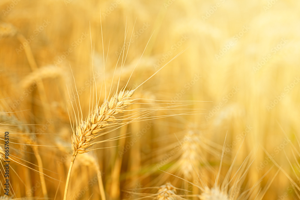 Field with wheat stems Field with wheat stems