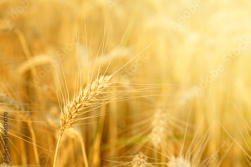 Field with wheat stems