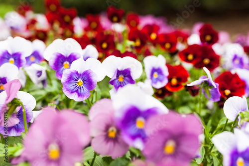 Beautiful violet flowers