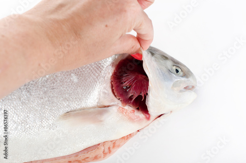 Checking freshness of fish
