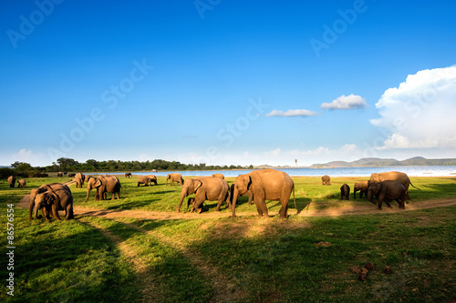 Elephants in the lake, Sri Lanka