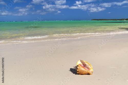 Seashell on beach