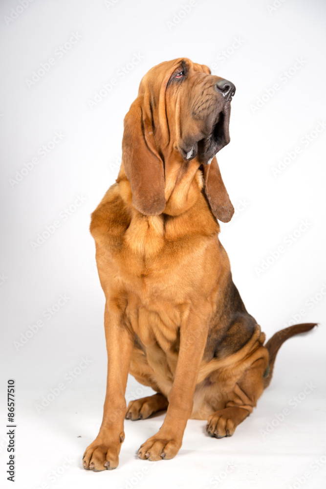 Bloodhound - obrazy, fototapety, plakaty 