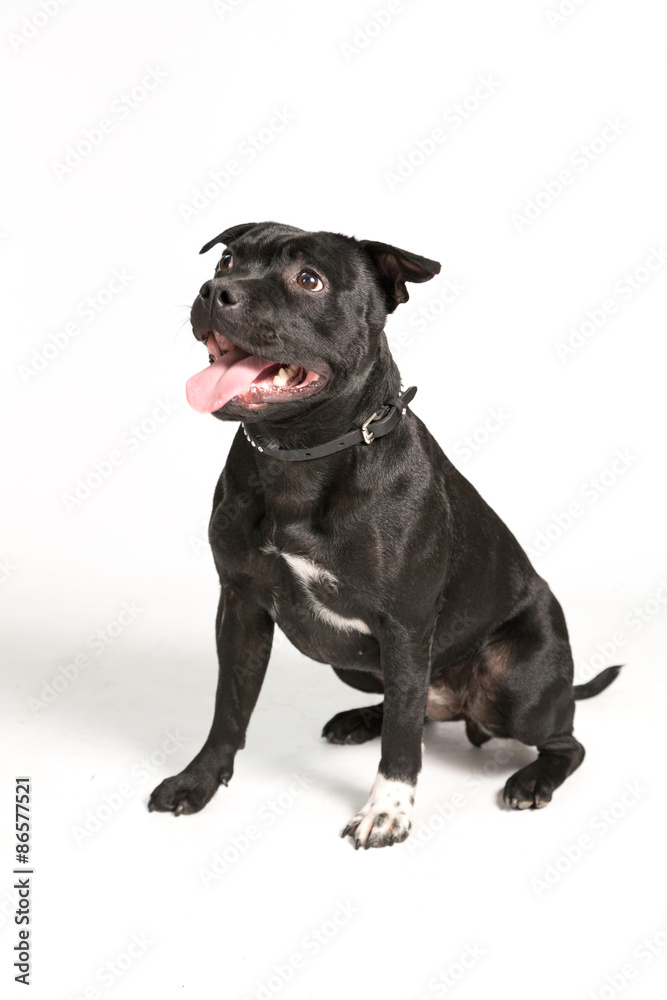 Staffordshire Bull Terrier