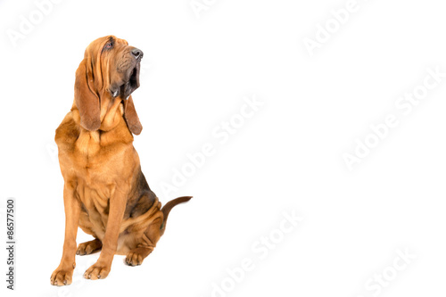 Fototapeta Naklejka Na Ścianę i Meble -  Bloodhound
