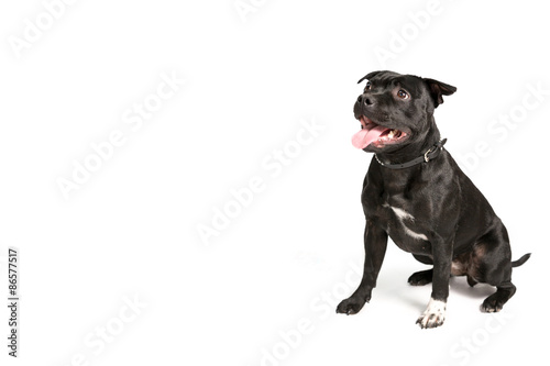 Fototapeta Naklejka Na Ścianę i Meble -  Staffordshire Bull Terrier