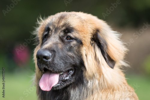 Leonberger Dog