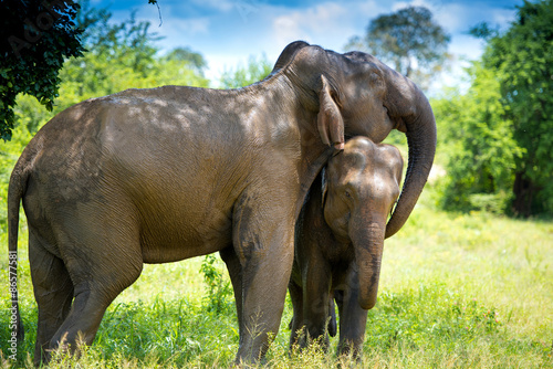 wild elephants in Sri Lanka