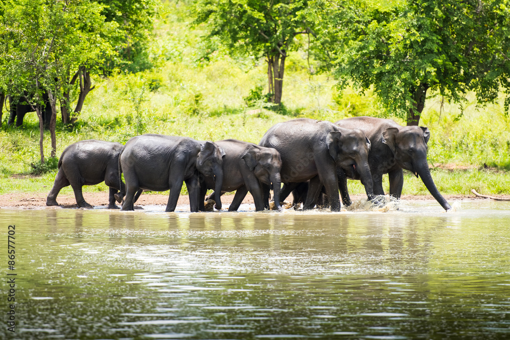 Fototapeta premium wild elephants in Sri Lanka