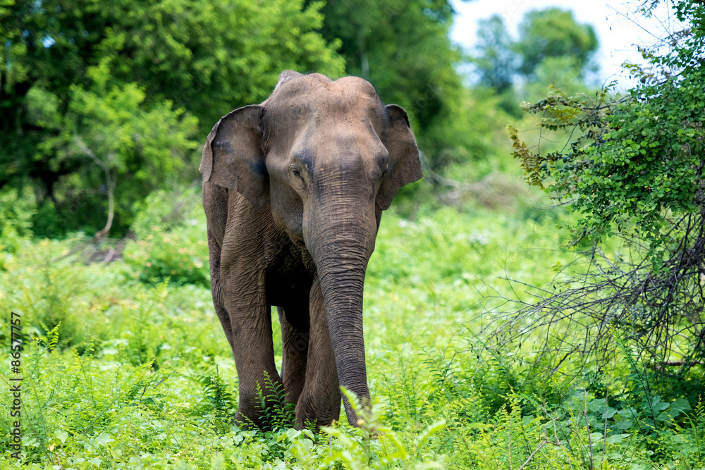 Fototapeta premium wild elephants in Sri Lanka